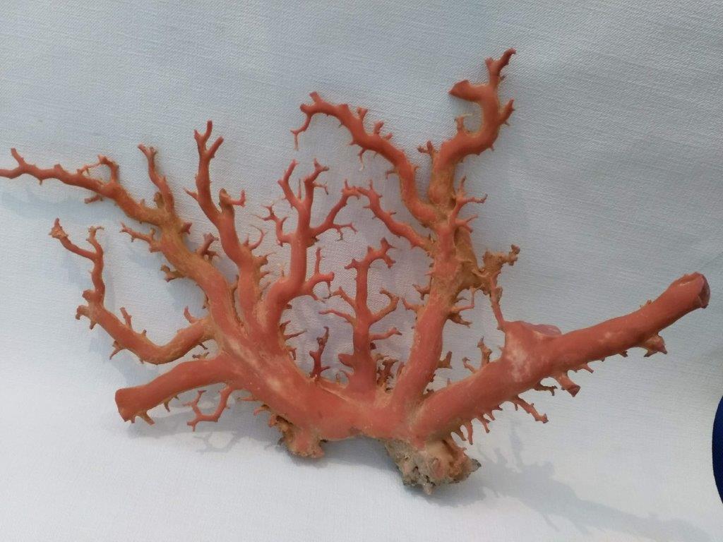 桃珊瑚原木